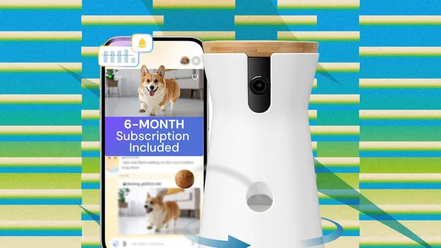 My Favorite Prime Day Pet Deals Are Still Up for Grabs